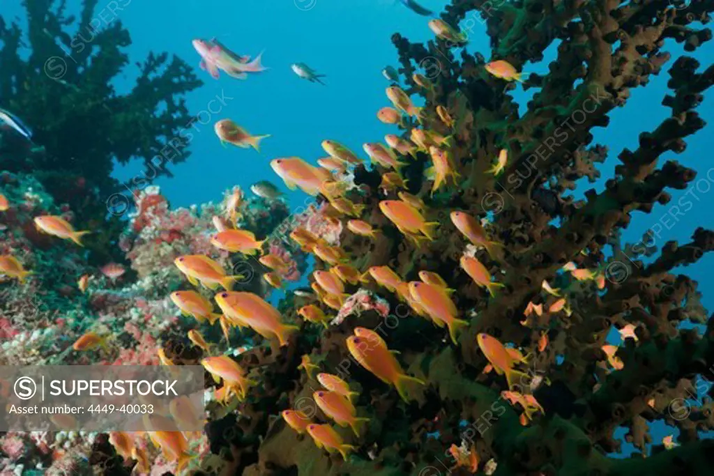 Coral Reef with Anthias, Pseudanthias squamipinnis, Maldives, North Ari Atoll