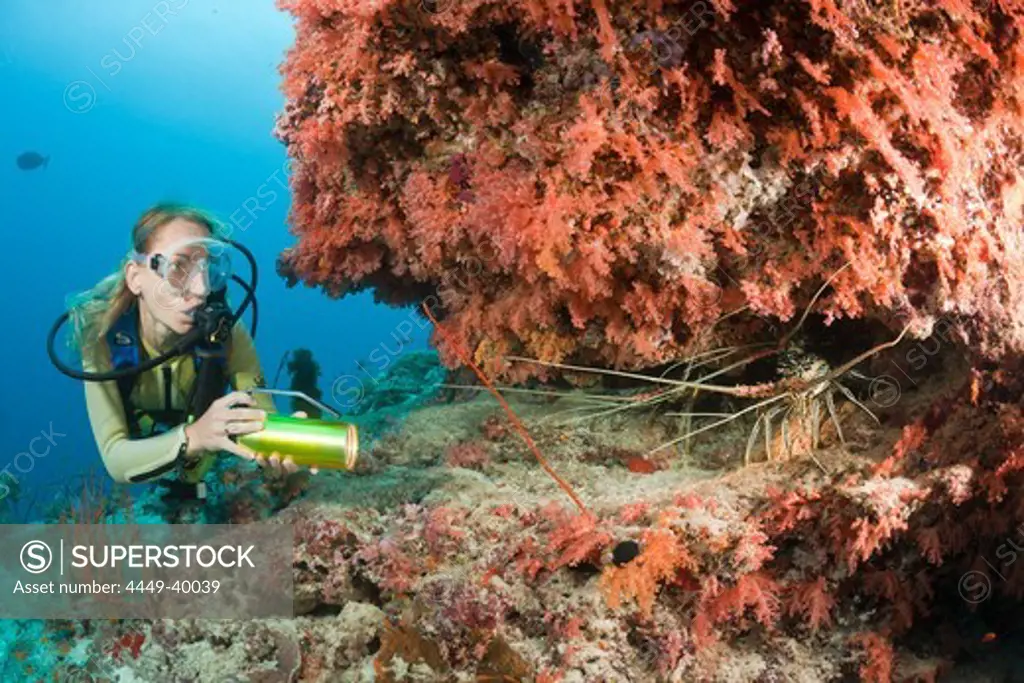 Diver finds Painted Rock Lobster, Panulirus versicolor, Maldives, Himendhoo Thila, North Ari Atoll