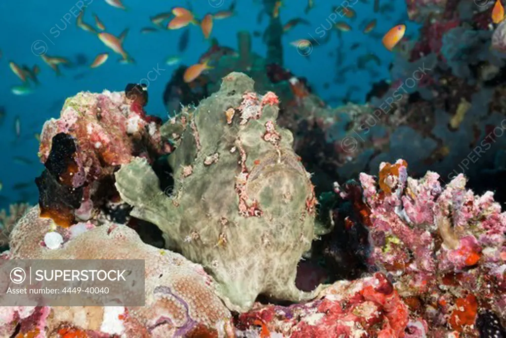 Green Giant Frogfish, Antennarius commersonii, Maldives, North Ari Atoll