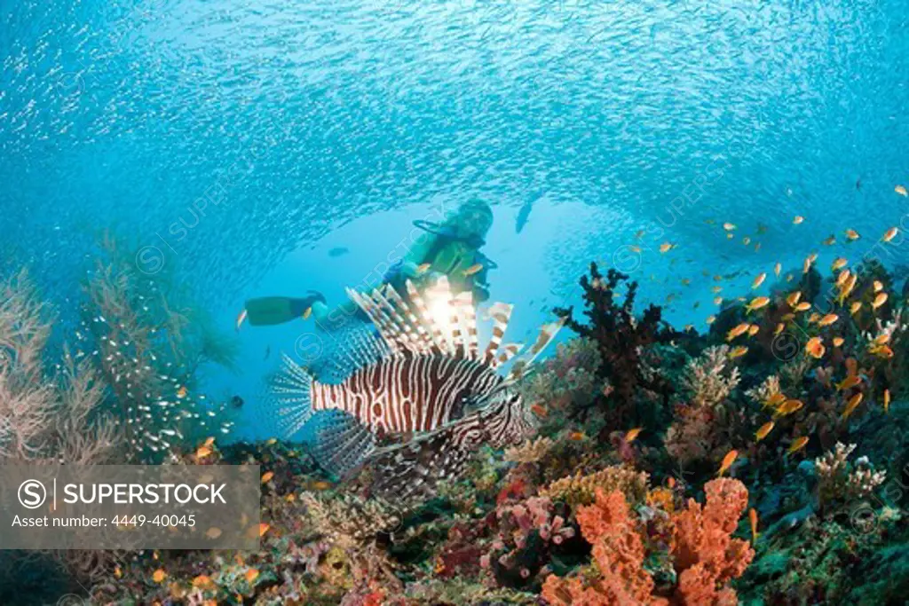 Lionfish and Diver, Pterois miles, Maldives, Maya Thila, North Ari Atoll