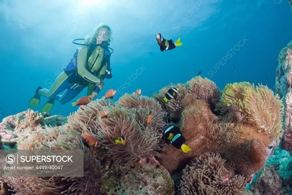 Diver with Magnificent Anemone with Maldive Anemonefish and Clarks Anemonefish, Heteractis magnifica, Amphiprion nigripes, Amphiprion clarkii, Maldives, Maya Thila, North Ari Atoll