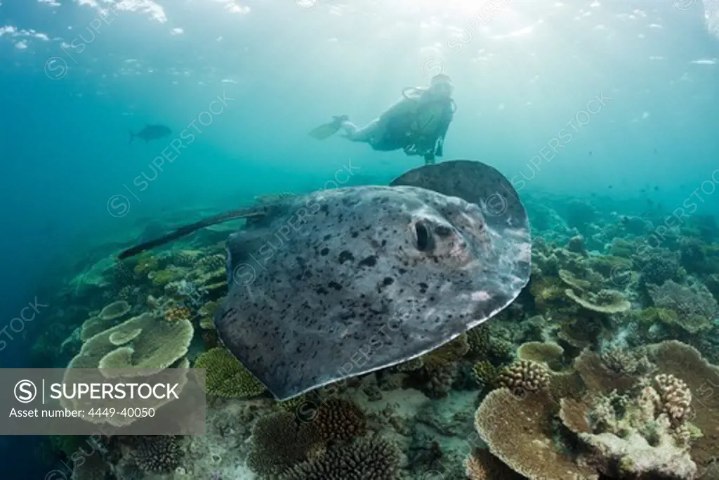 Diver and Blotched Fantail Stingray, Taeniura meyeni, Maldives, Ellaidhoo House Reef, North Ari Atoll