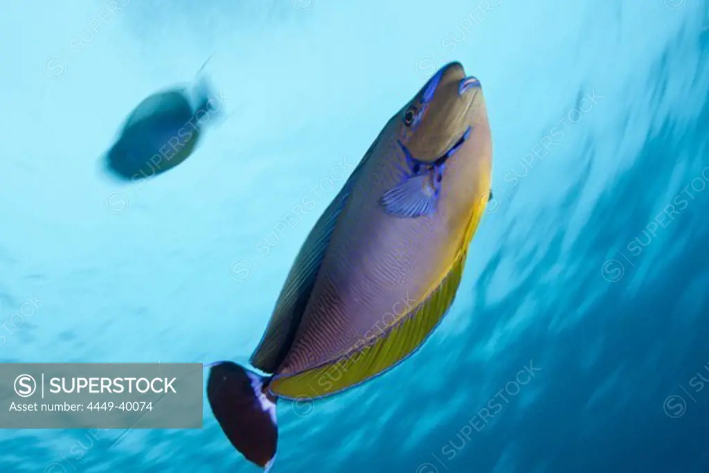 Bignose Unicornfish, Naso vlamingii, Maldives, Guraidhoo Channel, South Male Atoll