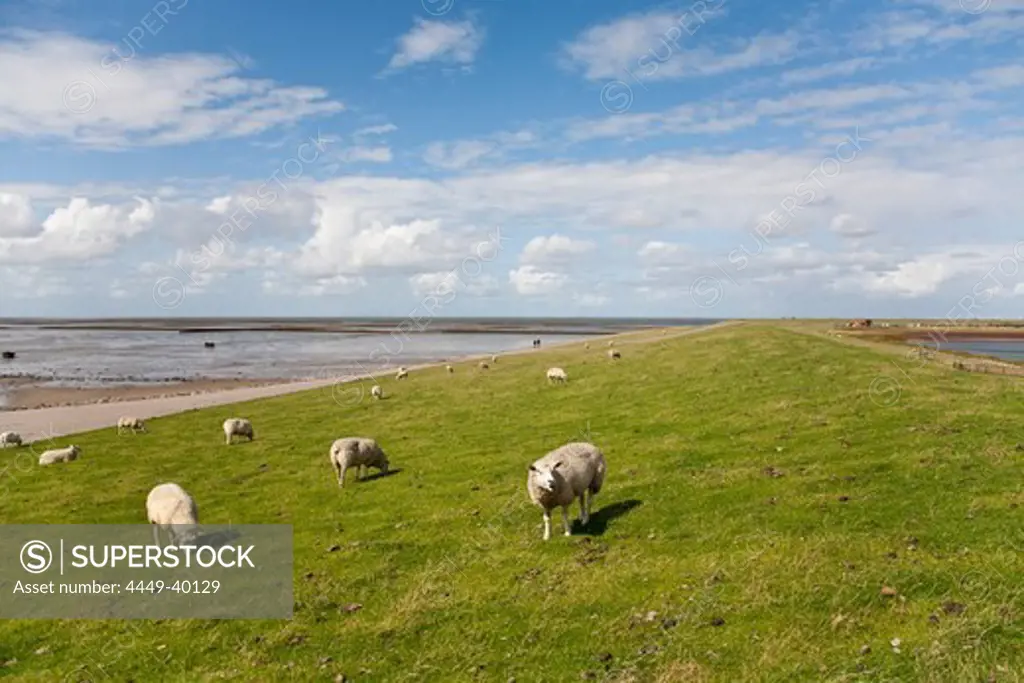 Sheep on dike, Beltringharder Koog, Luettmoorsiel, Nordstrand, Schleswig-Holstein, Germany