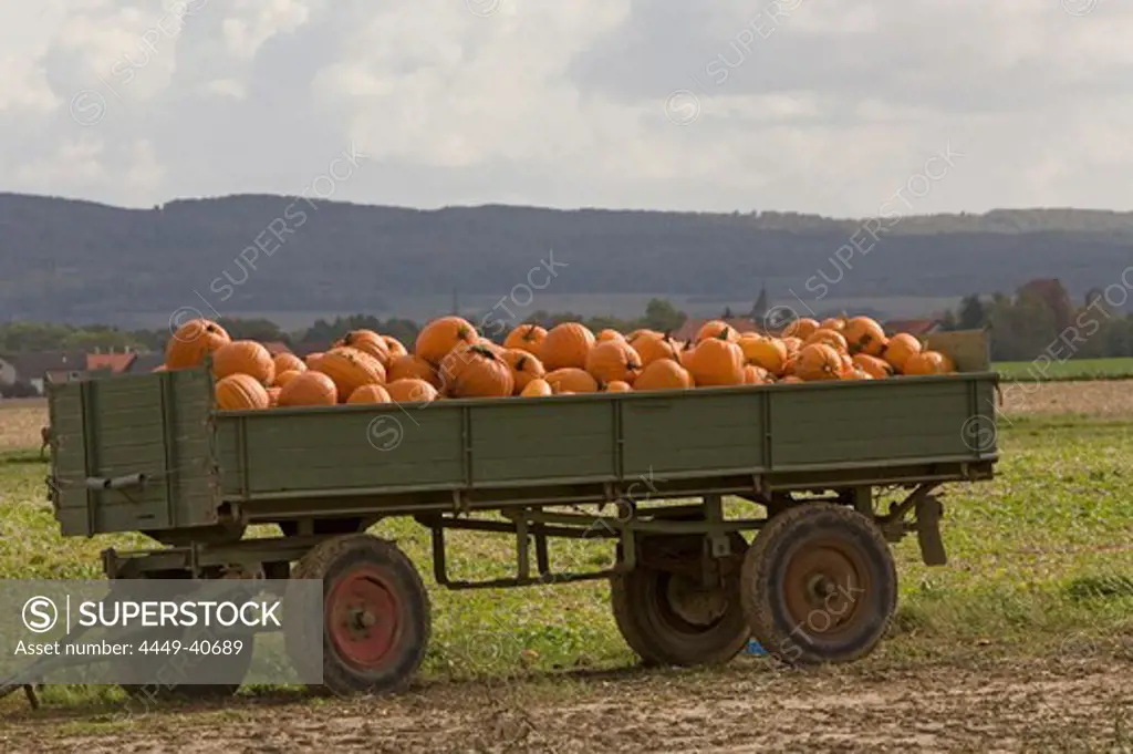 trailer with pumkins, colorful, field near Hannover, Lower Saxony