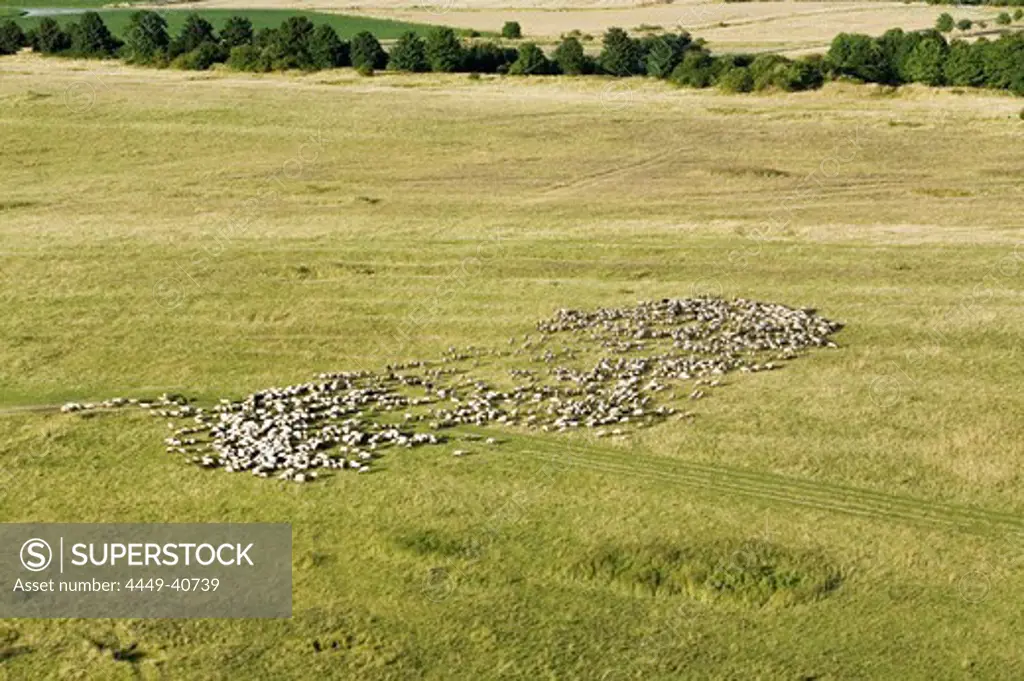 aerial view mob of sheep, region Hanover, Lower Saxony, northern Germany