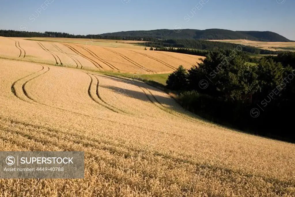 Grain fields near Horschbach, Rhineland-Palatinate, Germany