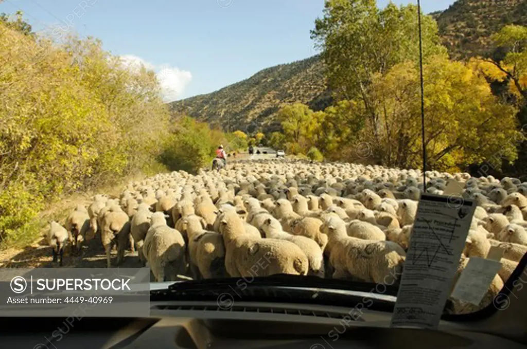 Sheep herd, Panguitch, Utah, USA