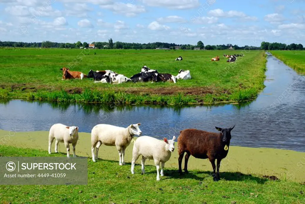 Sheep and cattle on pasture, near Reeuwijk, South Holland, The Netherlands