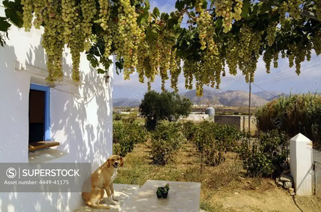 Vineyard and grapes above a porch, island of Naxos, the Cyclades, Greece, Europe