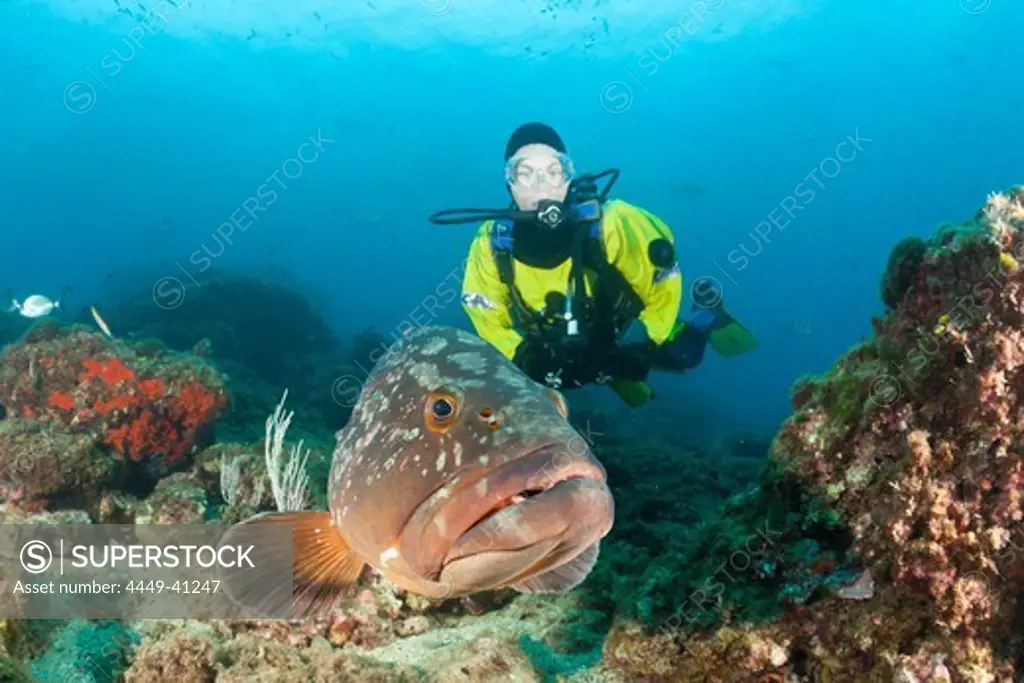 Scuba Diver and Dusky Grouper, Epinephelus marginatus, Les Ferranelles, Medes Islands, Costa Brava, Mediterranean Sea, Spain