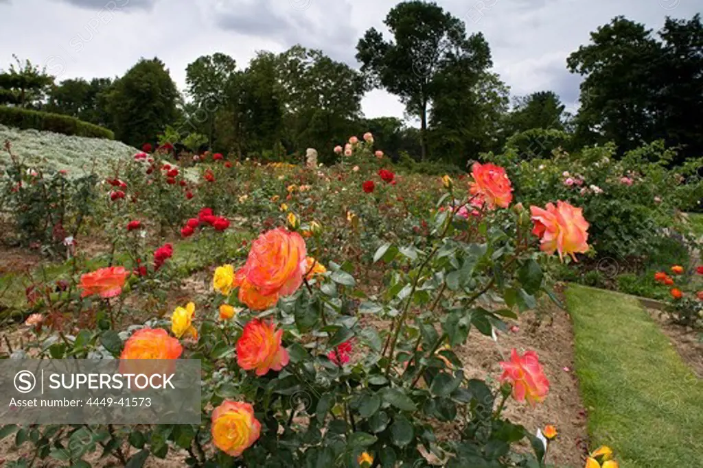 Europa Rosarium in Sangerhausen, the largest collection of roses in the world, Saxony-Anhalt, Germany, Europe
