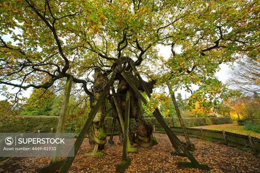 Vehm oak tree, Erle, Muensterland, North Rhine-Westphalia, Germany
