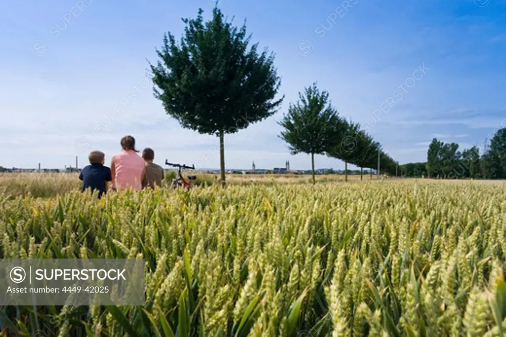 View over wheat field to Halberstadt, Saxony-Anhalt, Germany