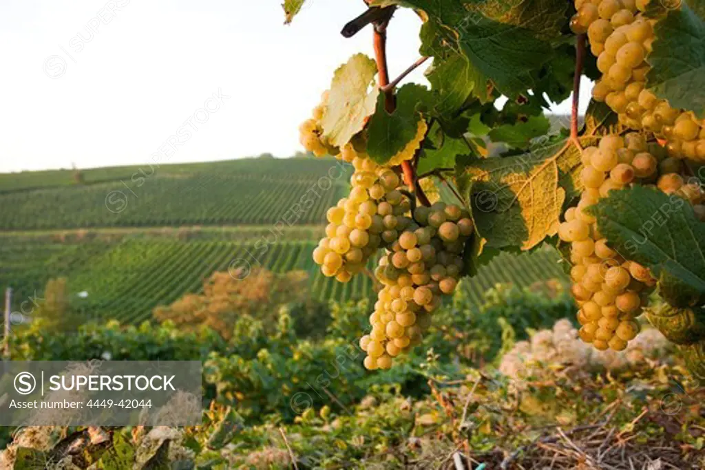 Grapes, Birkweiler, Rhineland-Palatinate, Germany