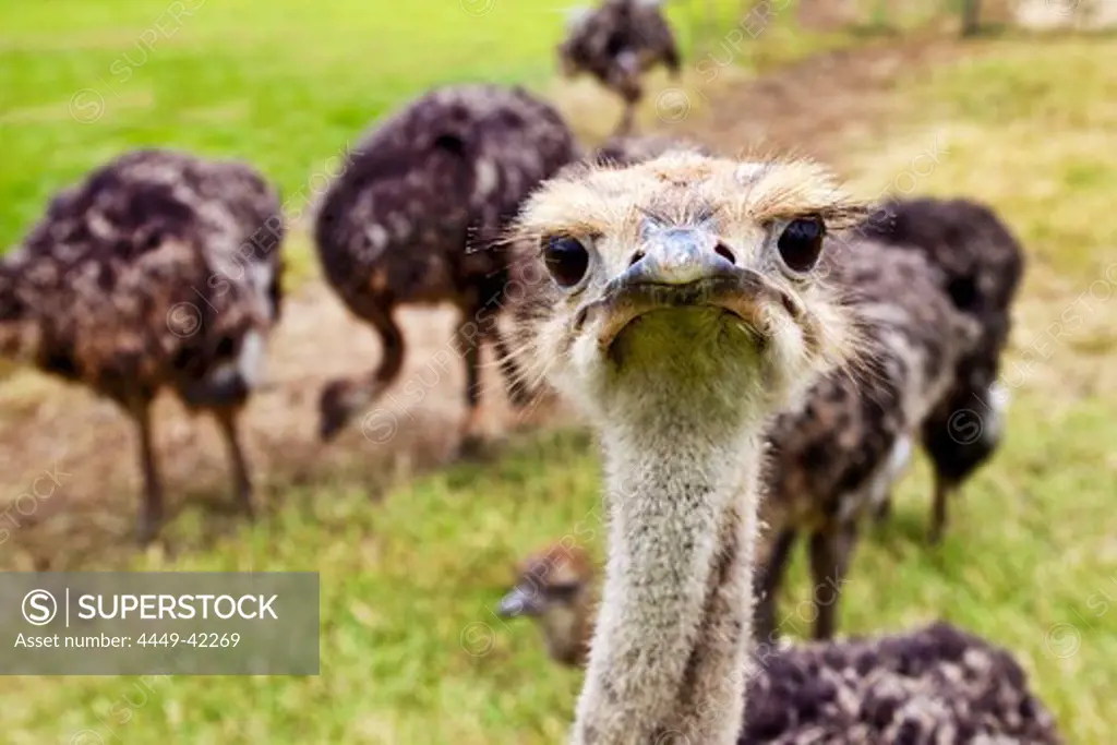 Ostriches on an Ostrich farm, Cape Town, Cape Peninsula, Western Cape, South Africa, Africa
