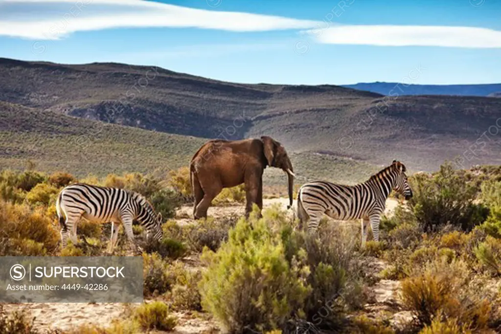 Two Zebras and an elephant, Safari, Aquila Lodge, Cape Town, Western Cape, South Afrika, Africa