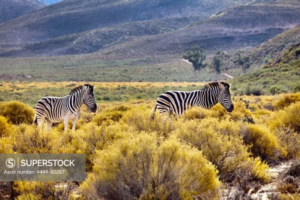 Two Zebras, safari, Aquila Lodge, Cape Town, Western Cape, South Africa, Africa