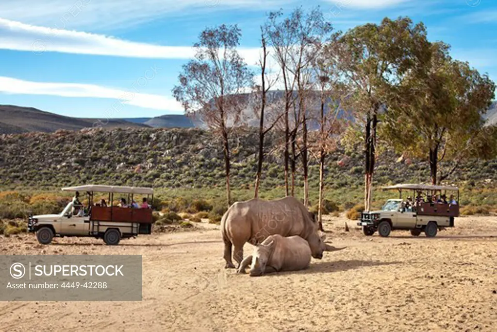 Tourists watching two rhinoceroses on a safari, Aquila Lodge, Cape Town, Western Cape, South Africa, Africa