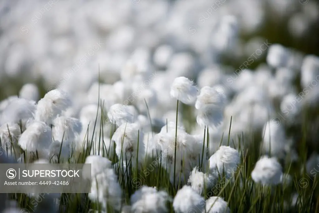 Cotton grass meadow, Sisimiut, Kitaa, Greenland