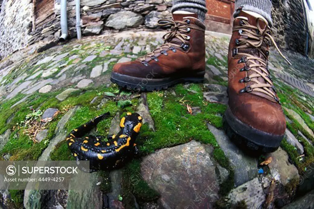 Shoes and Salamander, Hiking shoes and salamander on paving stones, Tessin, Switzerland