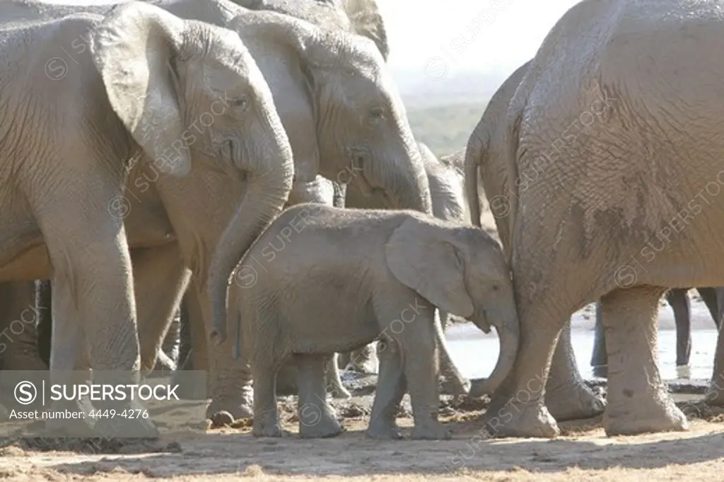 African Elephants, Addo Elephant Park, Eastern Cape, South Africa, Africa