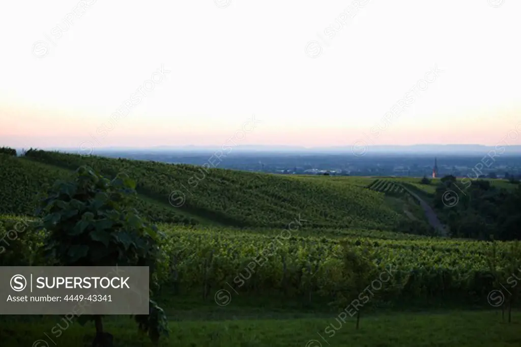 View over vineyards to Baden-Baden, Baden-Wuerttemberg, Germany