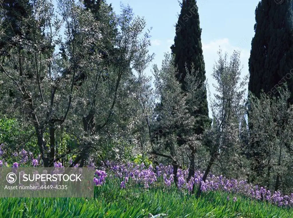 Irises under olive trees, Chianti, Tuscany, Italy