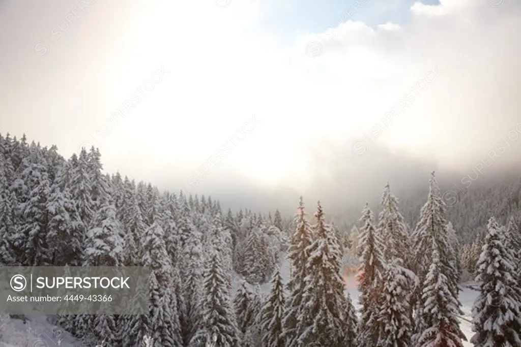 Snow covered conifer forest, Flims Laax, Canton of Grisons, Switzerland