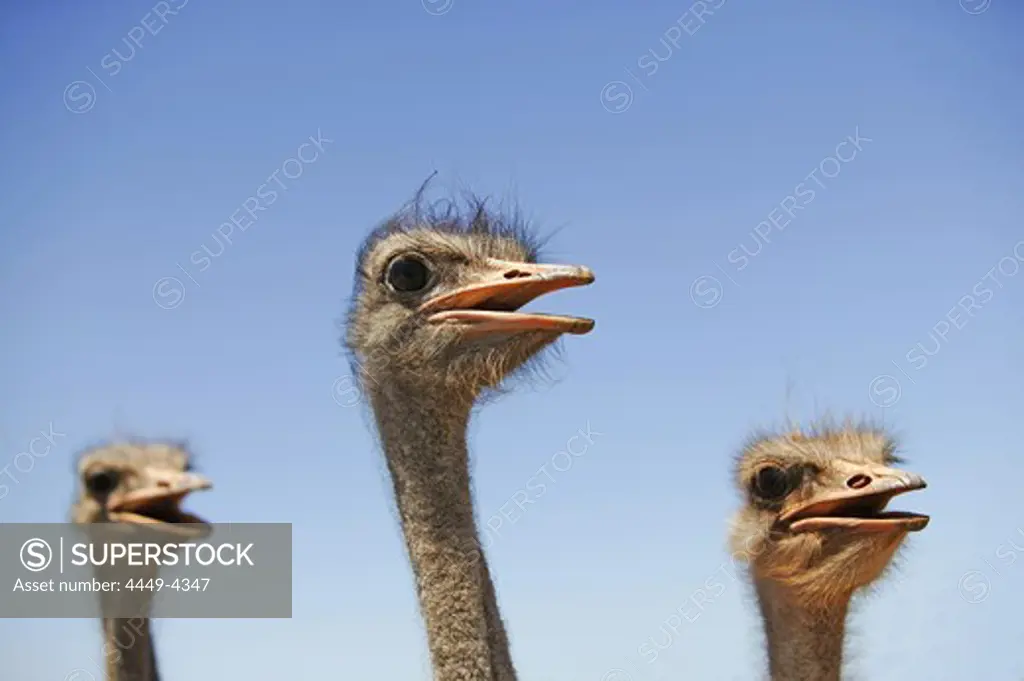 Ostriches at an ostrich farm near Oudtshoorn, Western Cape, South Africa, Africa