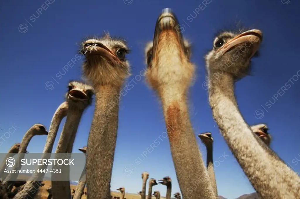 Ostriches near Oudtshoorn, West Cape, South Africa