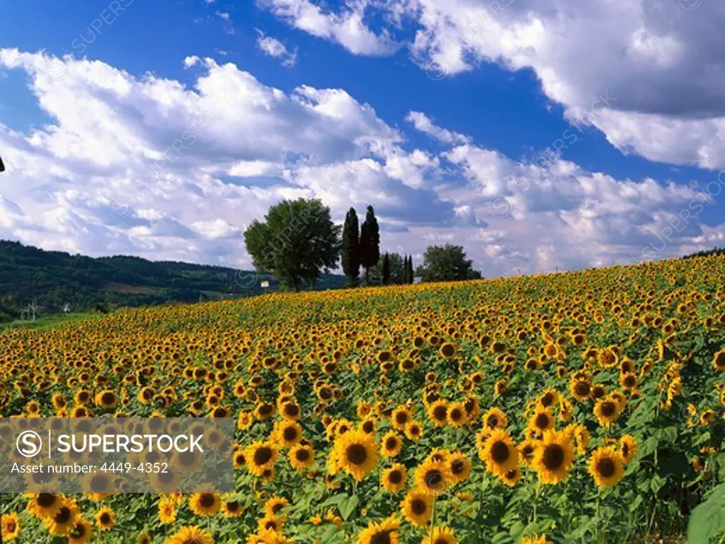 Sunflowerfield, Chianti, Tuscany, Italy