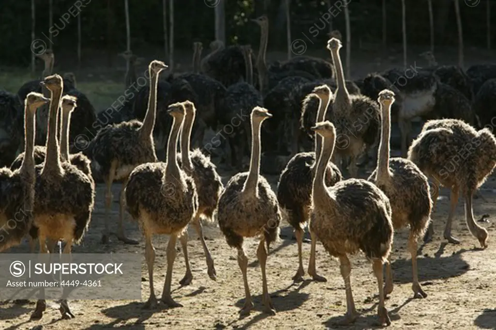 Young Ostriches on a farm near Oudtshoorn, Western Cape, South Africa, Africa