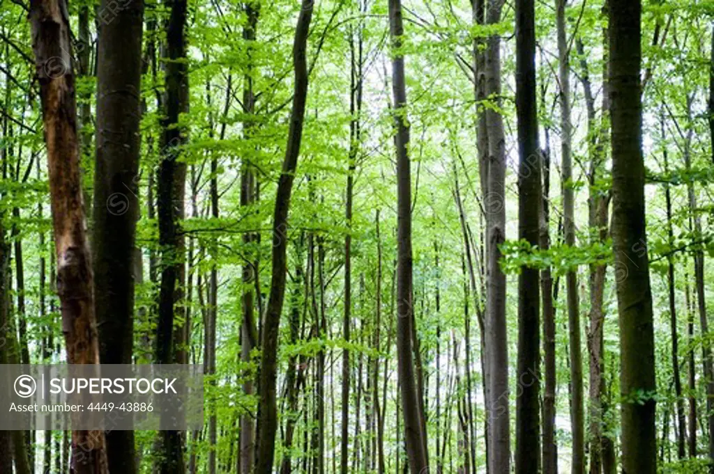 Wood, Trees, Green, Limb, Sustainability, Nature, Nobody, Plants, Leaves