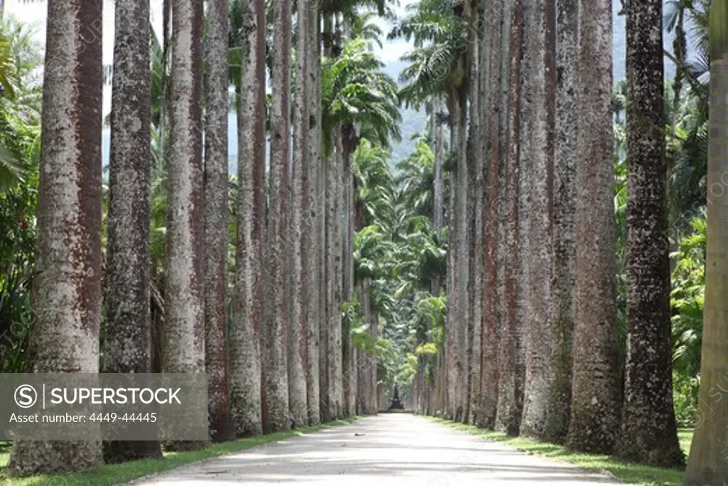 Alley of palm trees in the Jardim Botanico, Botanical Garden, tropical park in Rio de Janeiro, Brazil