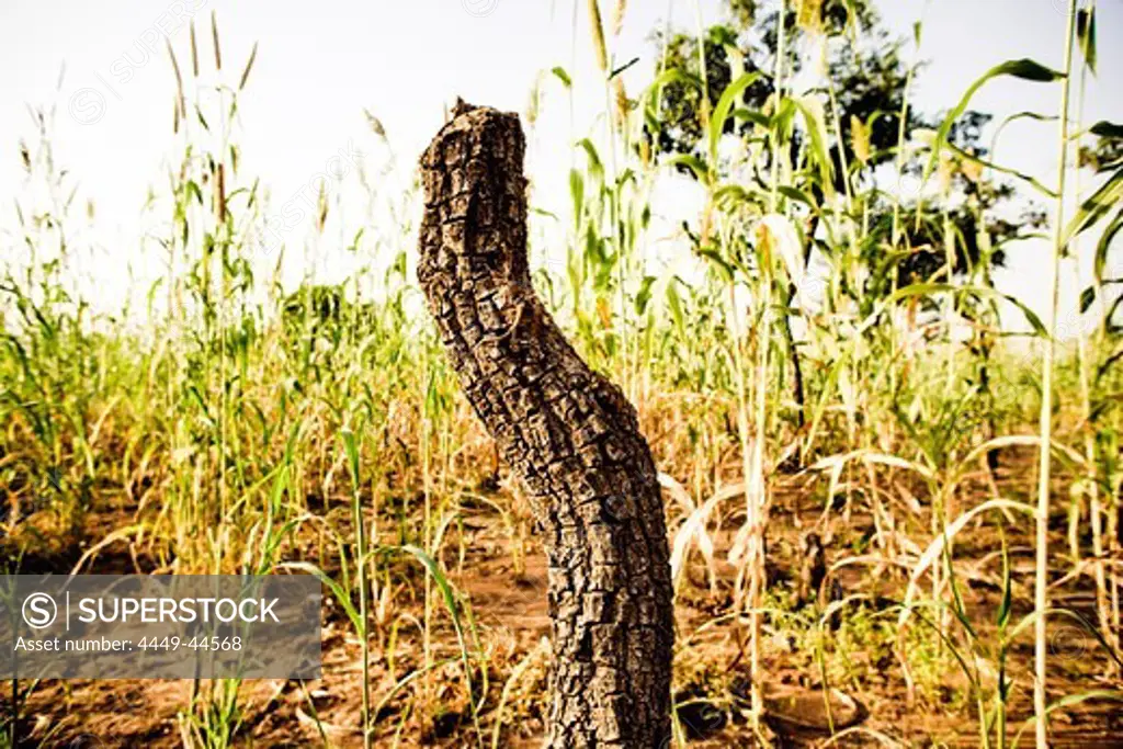 Tree trunk in millet field, Atakora, Benin