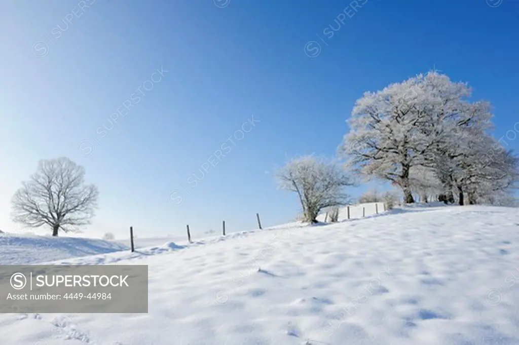 Snowy landscape with snow covered oak trees and beech trees in the background, Upper Bavaria, Bavaria, Germany
