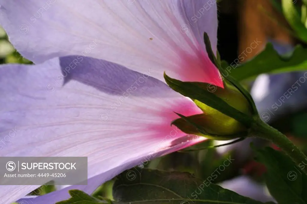 Hibiscus flower, Hibiscus syriacus
