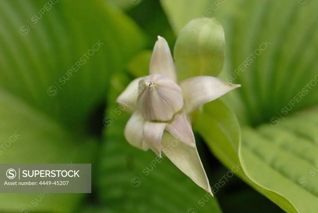 Close up of a flower bud of a hosta
