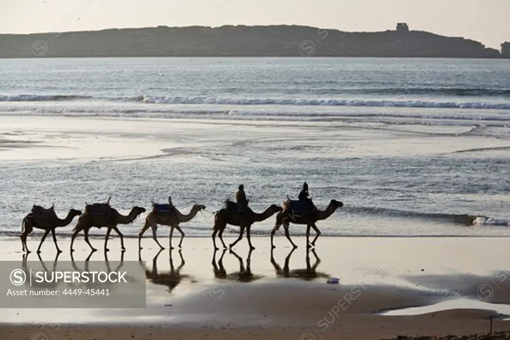 Camel train on the beach, Atlantic Ocean, Essouira, Morocco, Africa