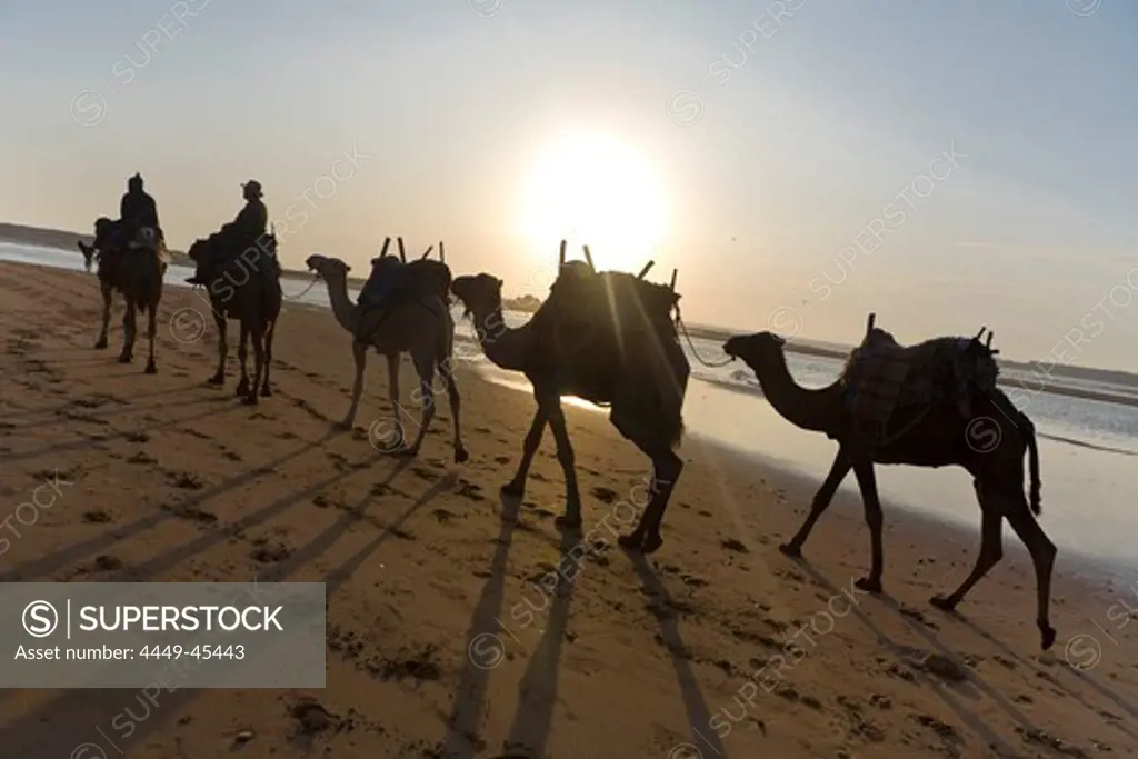 Camel train on the beach, Atlantic Ocean, Essouira, Morocco, Africa
