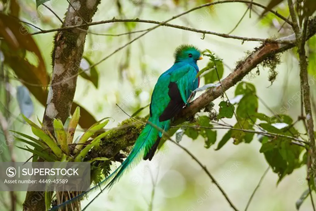Resplendent Quetzal male, Pharomachrus mocinno costaricensis, Costa Rica