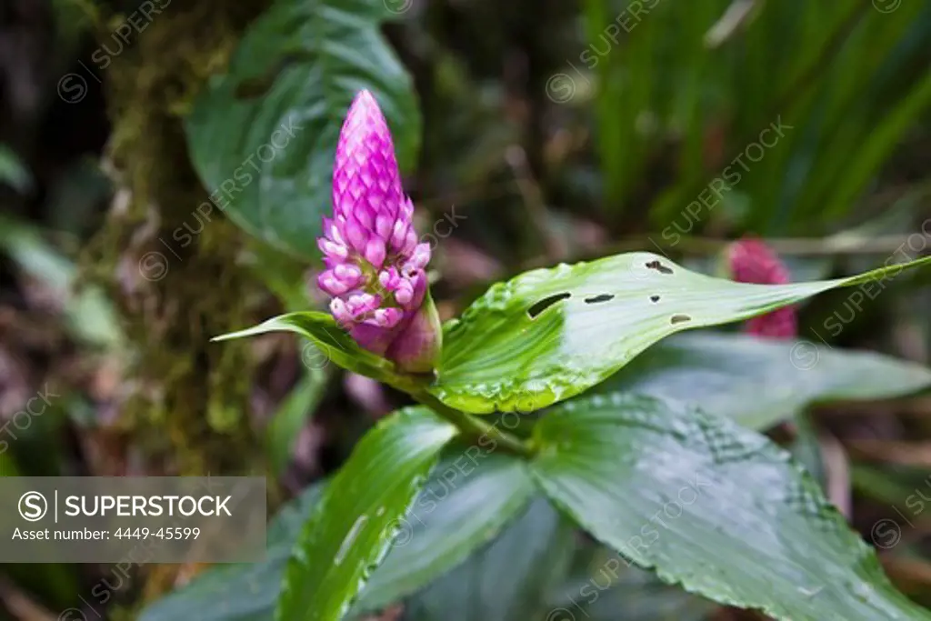 Flower in the rainforest of Tapanti National Park, Costa Rica