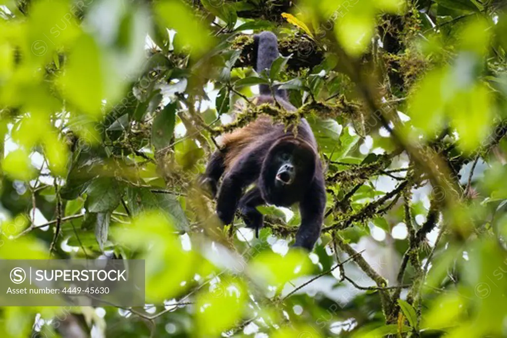 Mantled howler monkey howling, Alouatta palliata, Braulio Carillio Nationalpark, Costa Rica
