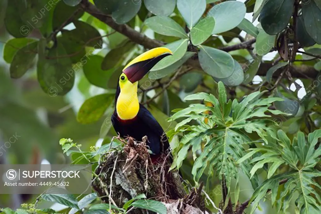 Swainson's Toucan, Chestnut-mandibled Toucan, Ramphastos ambiguus swainsonii, sitting in a tree in the rainforest, Costa Rica