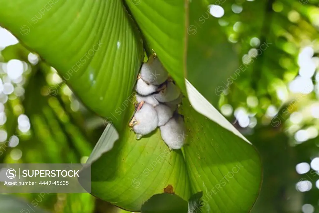 White Tent Bats asleep under a heliconia leaf, Honduran white bats, Ectophylla alba, Braulio Carillo National Park, Costa Rica