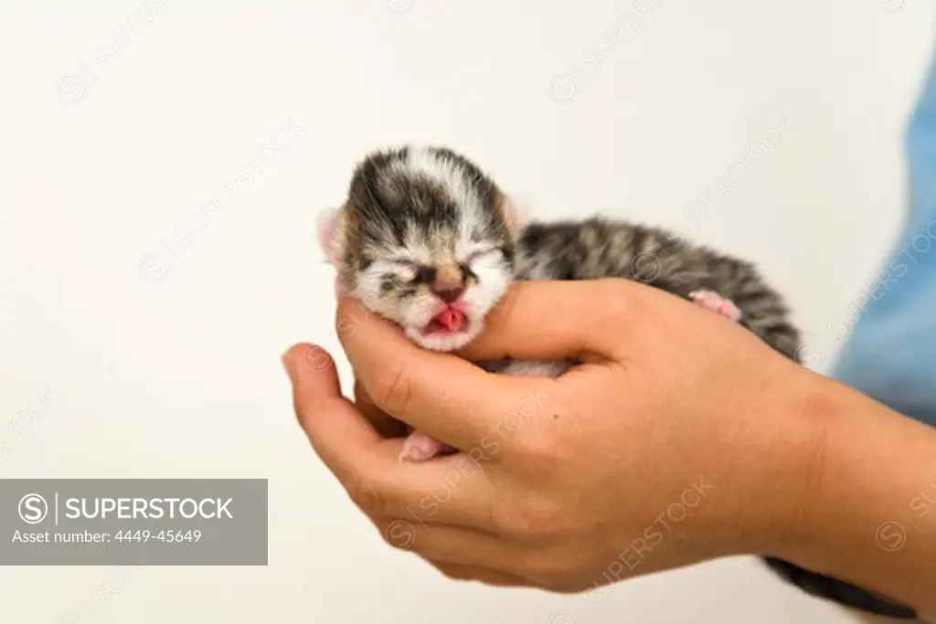 Newborn domestic cat in a child's hands, Germany