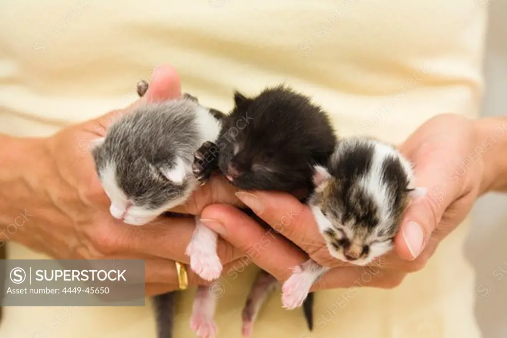 Newborn domestic cats in a woman's hand, Germany