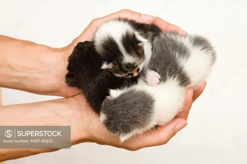 Newborn domestic cats in a woman's hands, Germany