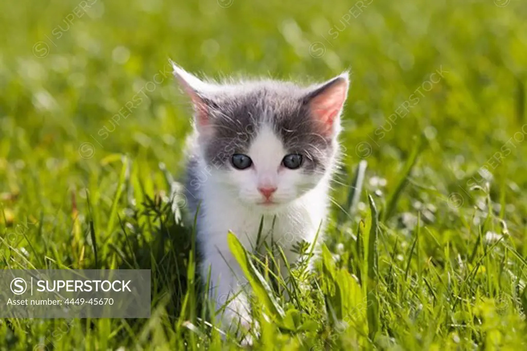 young domestic cat, kitten in the garden, Germany